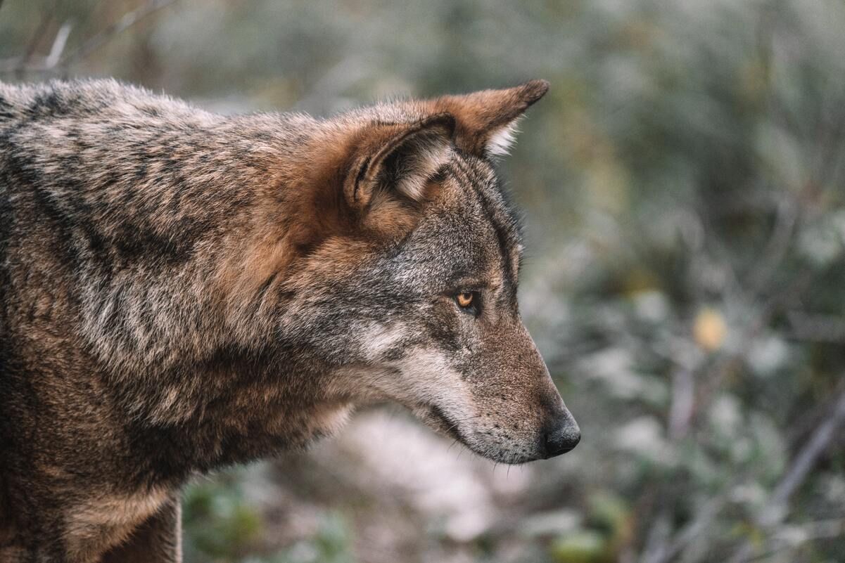 У Чорнобилі показали вовка, який вийшов на полювання