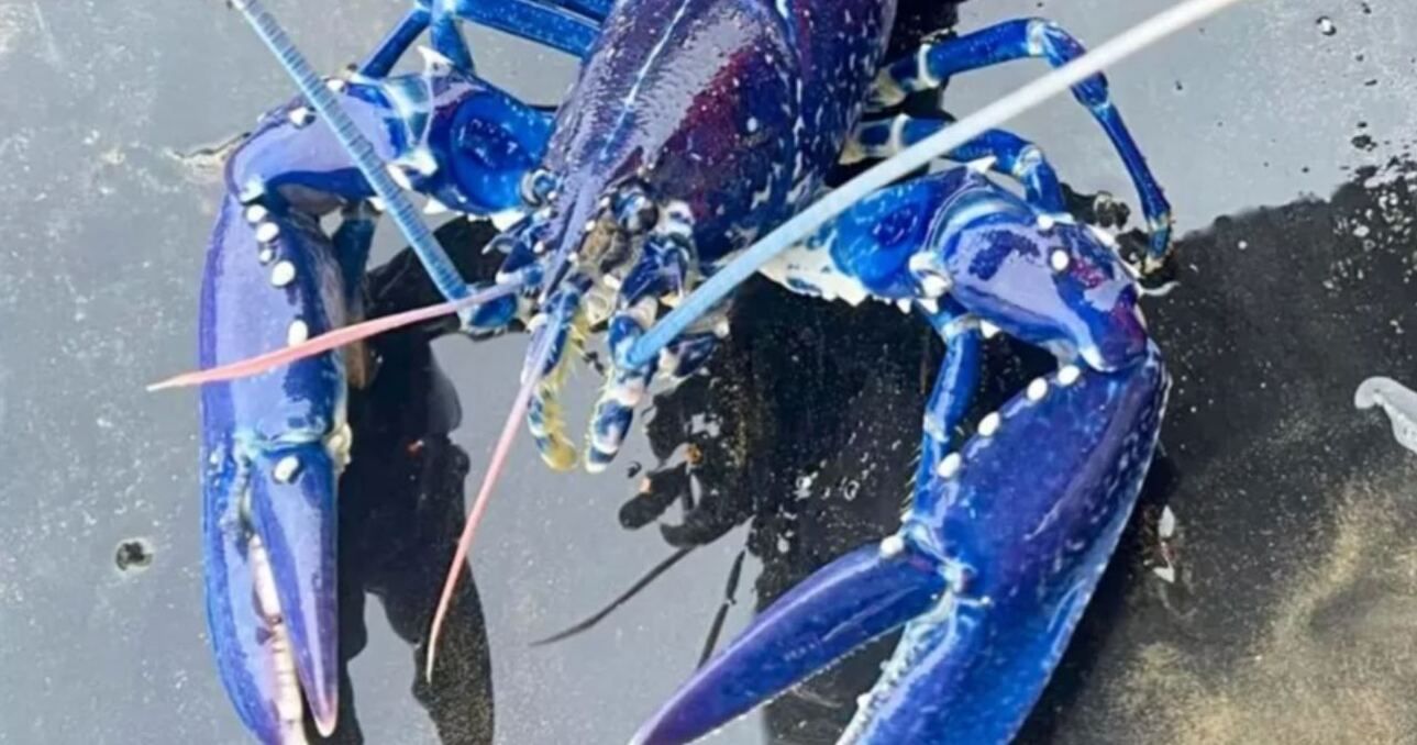 Рыбалка поймал редкого синего омара Рыбалка поймал редкого синего омара