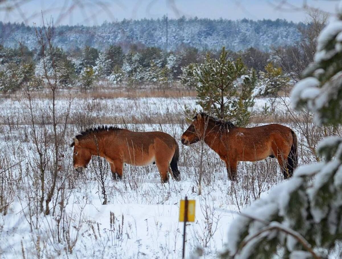 У Чорнобилі показали коней Пржевальського