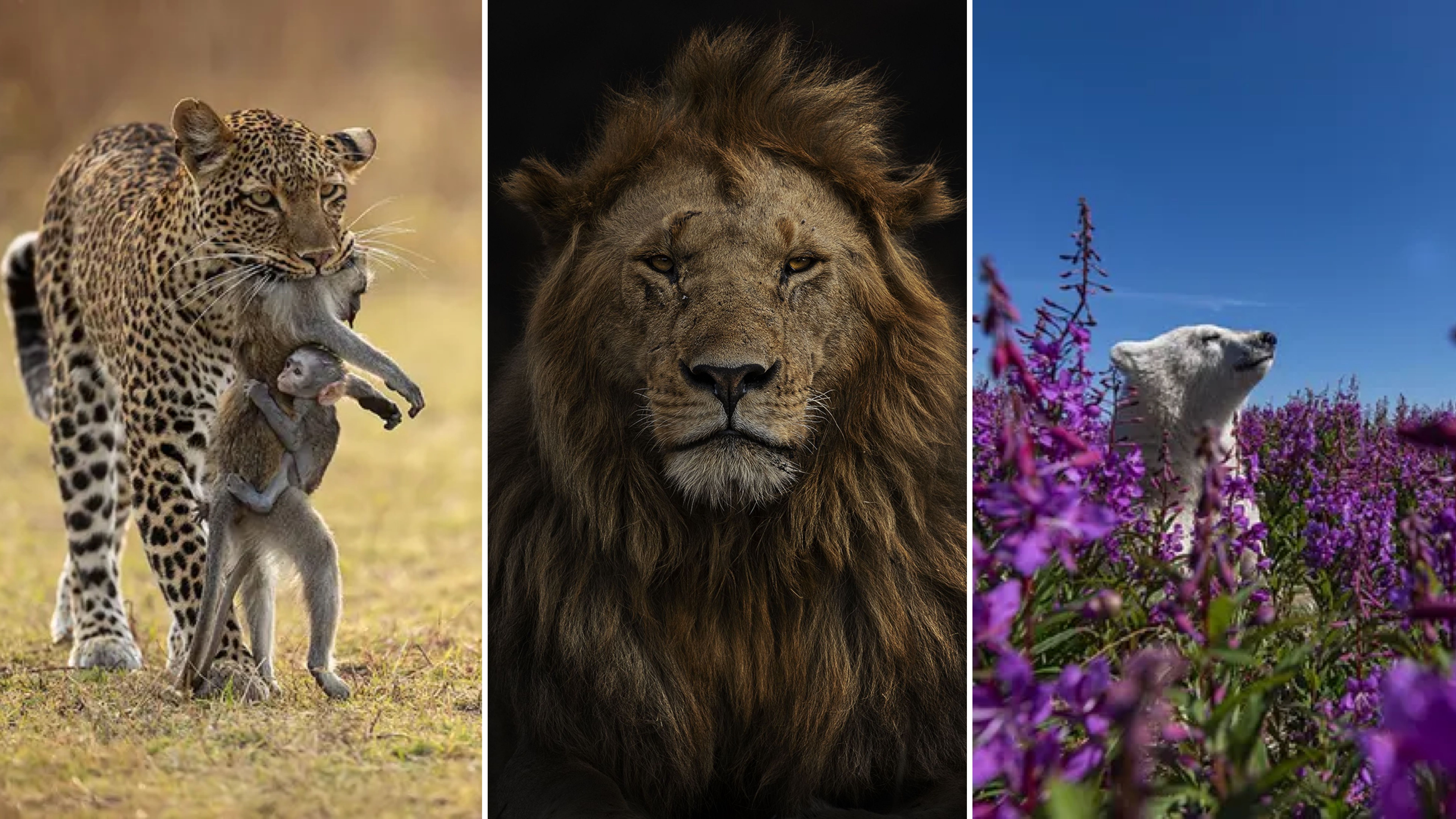 Назвали переможців премії "Wildlife Photographer of the Year" Назвали переможців премії "Wildlife Photographer of the Year"