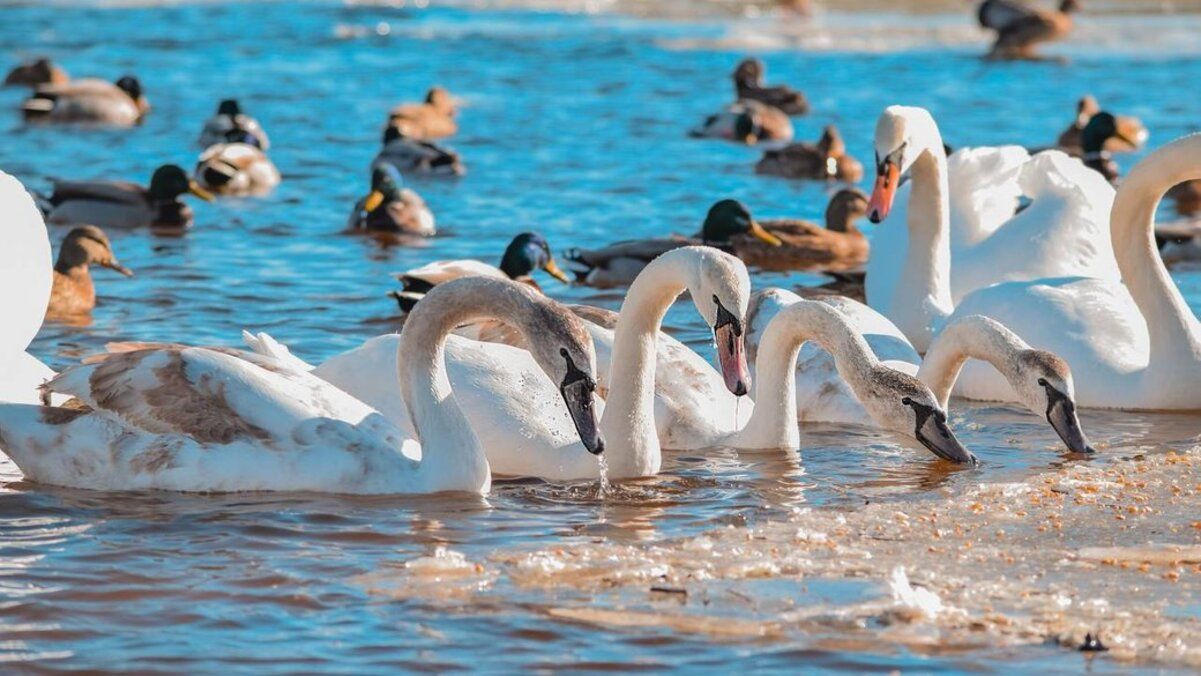 В Черкассах на набережной Днепра зимуют лебеди