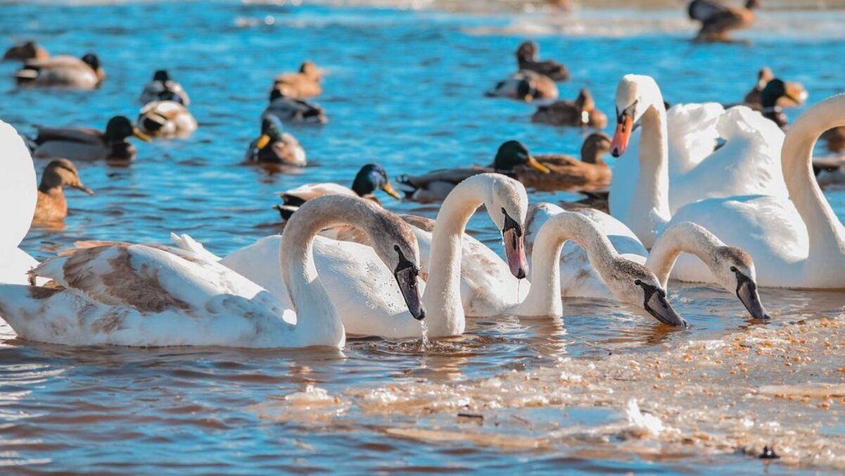 В Черкассах на набережной Днепра зимуют лебеди В Черкассах на набережной Днепра зимуют лебеди