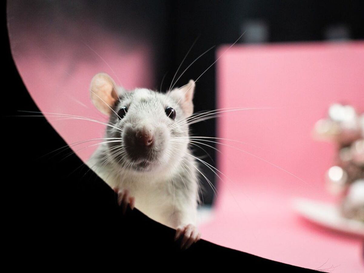 Щур вкрав кольє з ювелірної крамниці Щур вкрав кольє з ювелірної крамниці