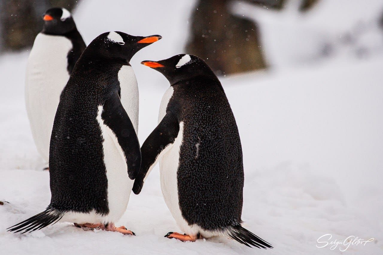Украинские полярники показали влюбленных пингвинов