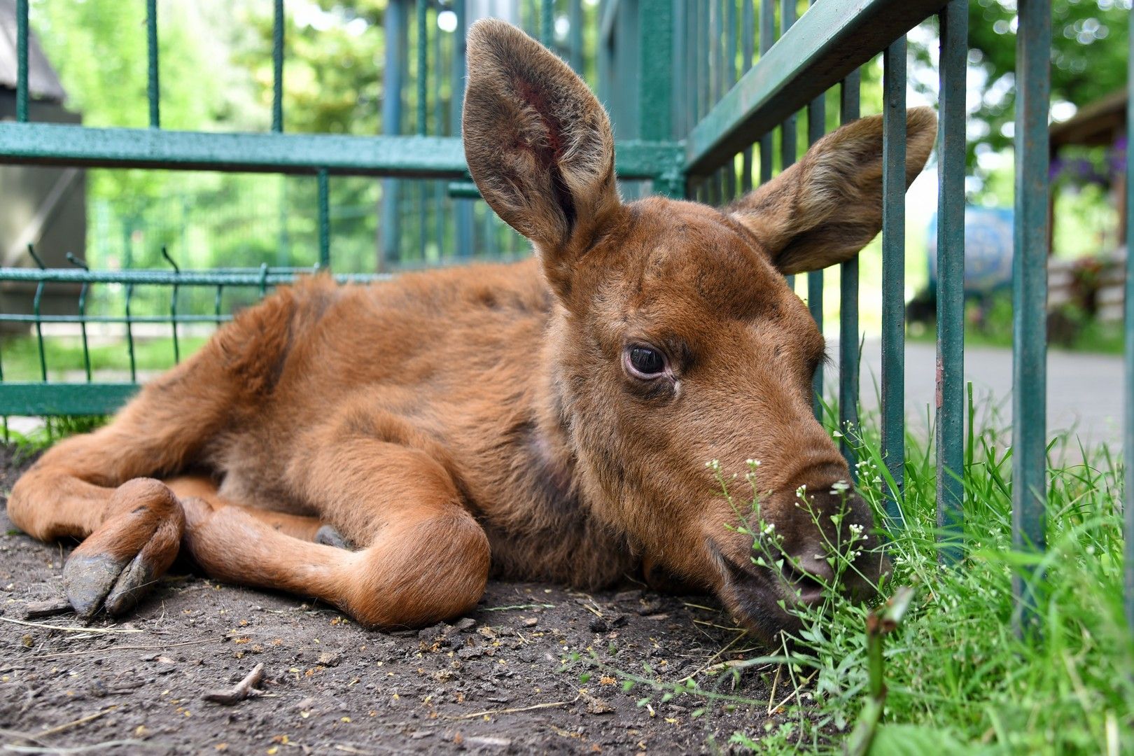 В луцком зоопарке выходили найденного возле ковельской трассы лосенка В луцком зоопарке выходили найденного возле ковельской трассы лосенка