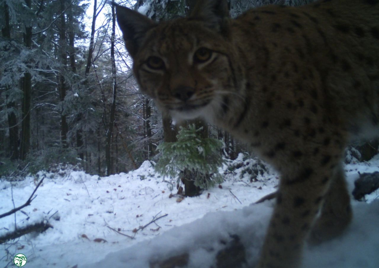 До фотопастки заповідника на Львівщині потрапили рідкісні тварини До фотопастки заповідника на Львівщині потрапили рідкісні тварини