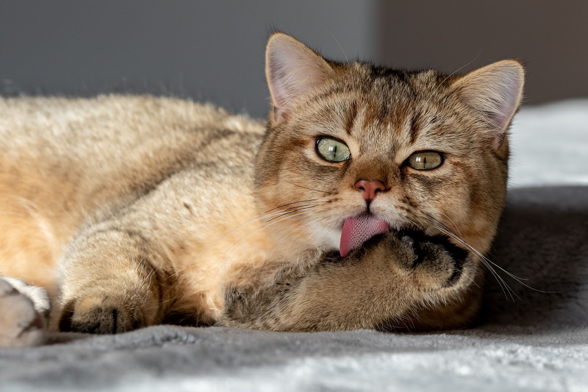 Британская золотистая шиншилла Британская золотистая шиншилла