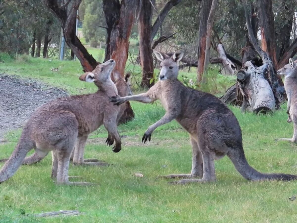 Три кенгуру устроили смешную драку и попали на видео