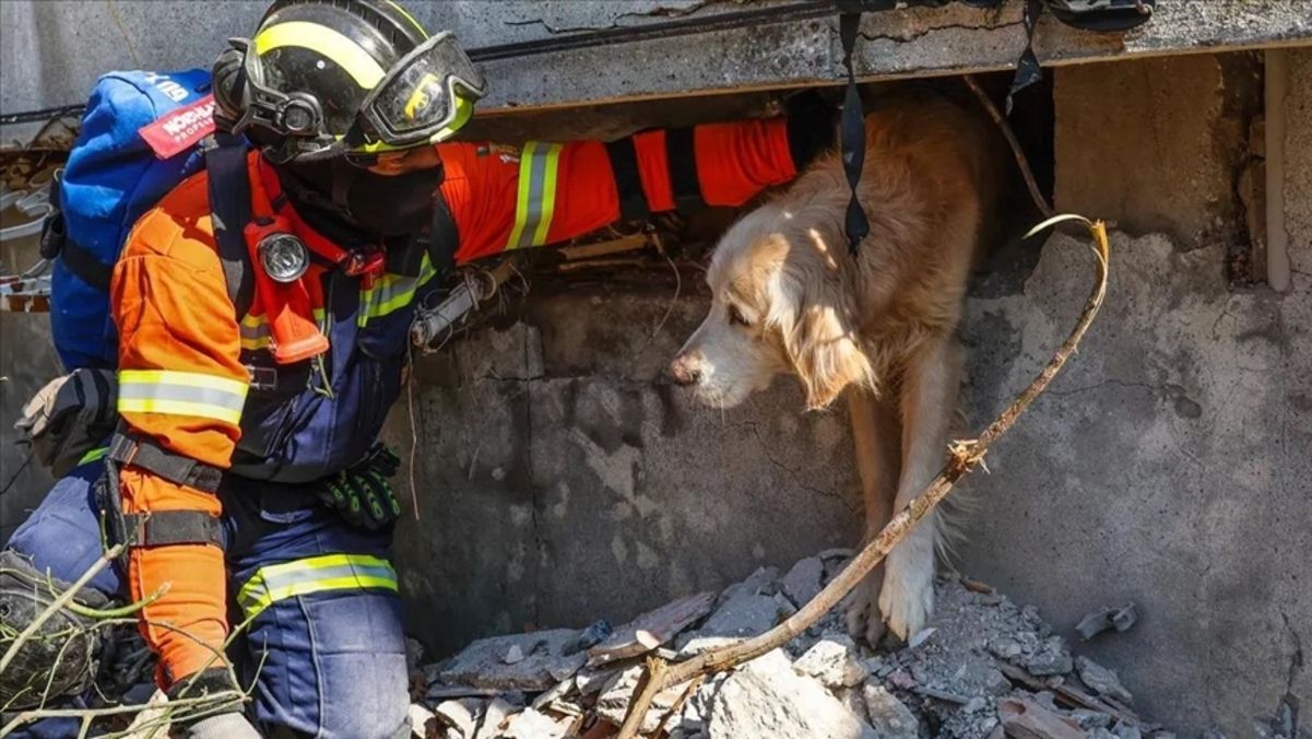 У Туреччині врятували собаку, який провів під завалами 200 годин