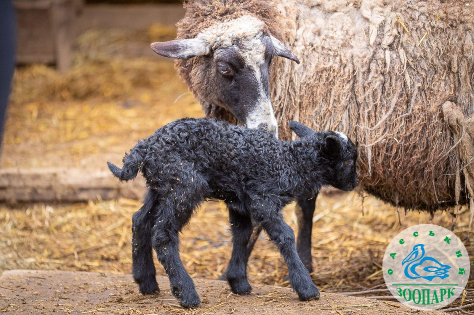 В одесском зоопарке родились ягнята В одесском зоопарке родились ягнята