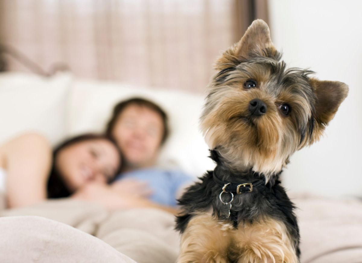 порно с собакой зоосекс В Испании легализуют зоофилию – что надо знать - Pets