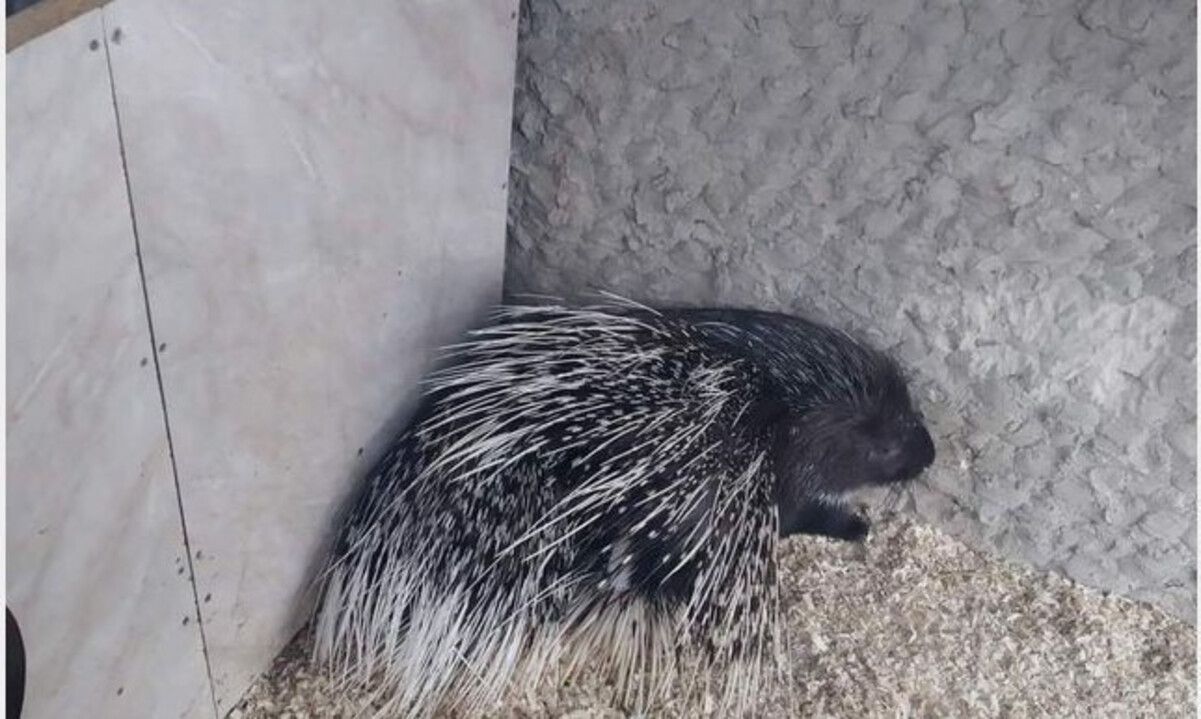 У львівському еколого-натуралістичному центрі оселилися два дикобрази У львівському еколого-натуралістичному центрі оселилися два дикобрази