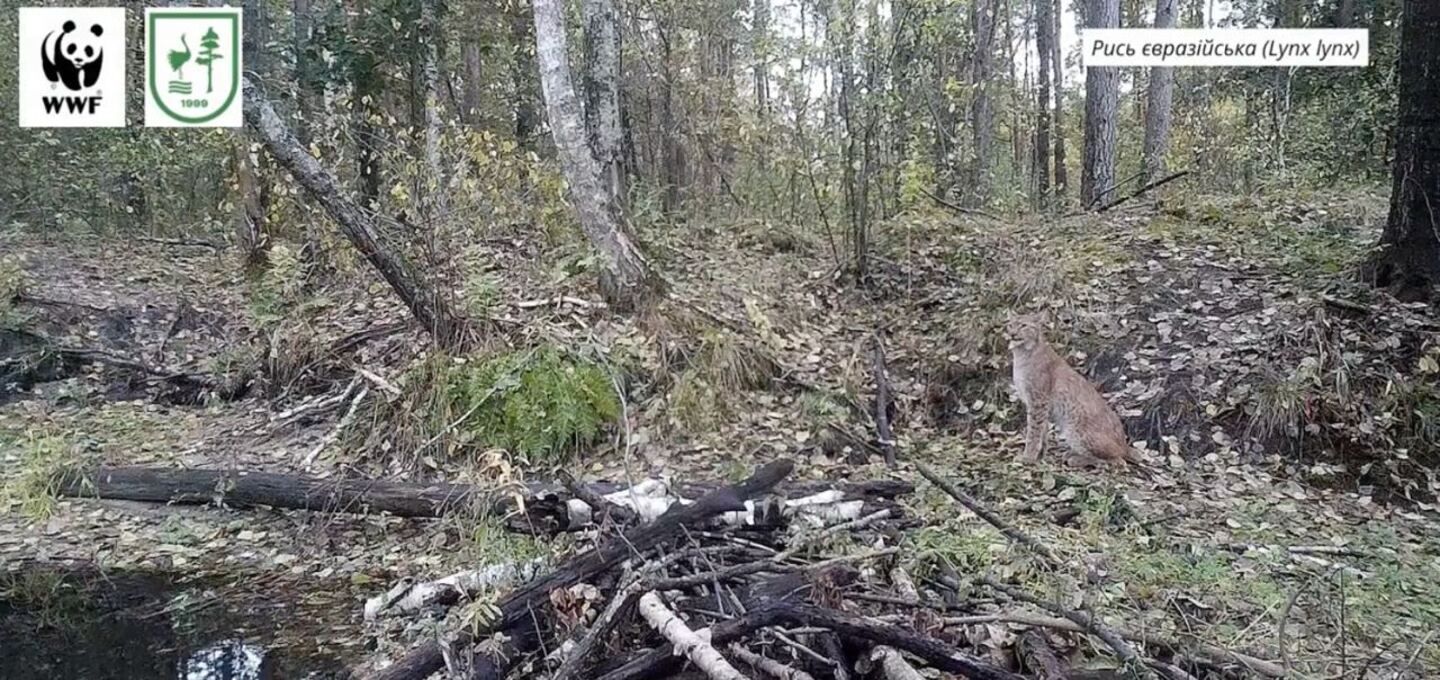 Рись, вовк та горностай на Рівненському Поліссі зафіксували безліч рідкісних тварин - 20 февраля 2023 - Pets Рись, вовк та горностай на Рівненському Поліссі зафіксували безліч рідкісних тварин - 20 февраля 2023 - Pets