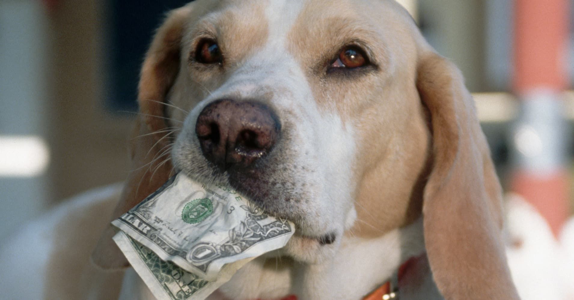 Найбагатші тварини у світі, статкам яких позаздрять навіть люди Найбагатші тварини у світі, статкам яких позаздрять навіть люди