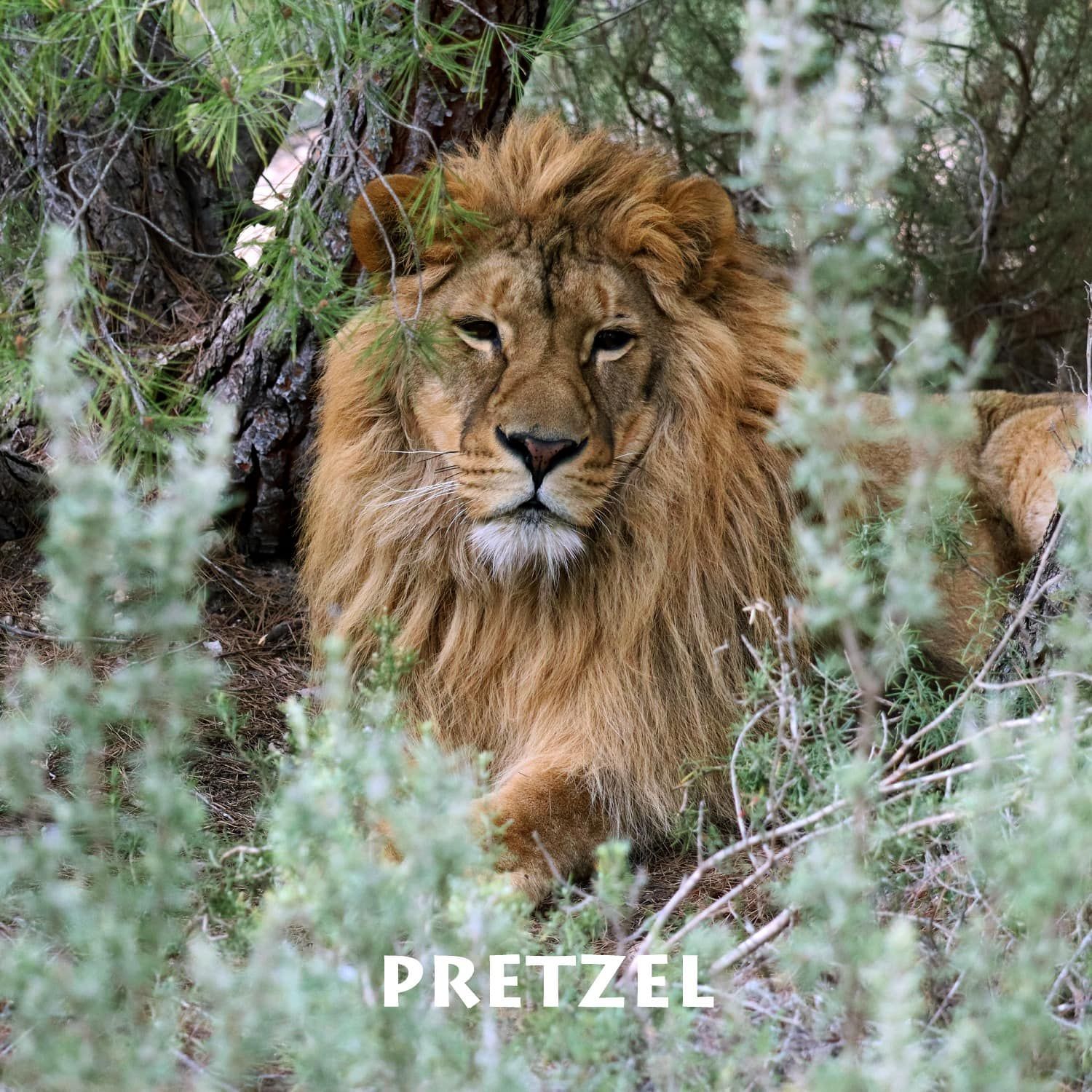 Брецель Брецель