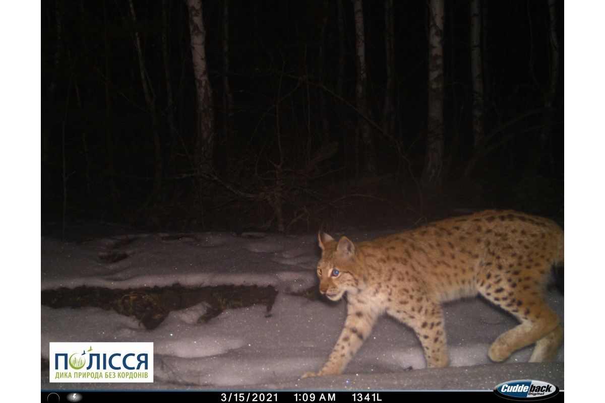 Рись у Чорнобилі Рись у Чорнобилі