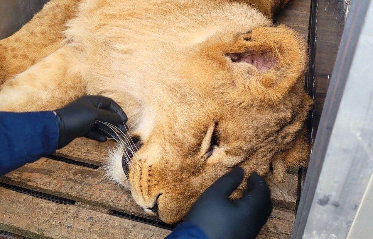 В Центр спасения животных под Киевом эвакуировали двух больных львов