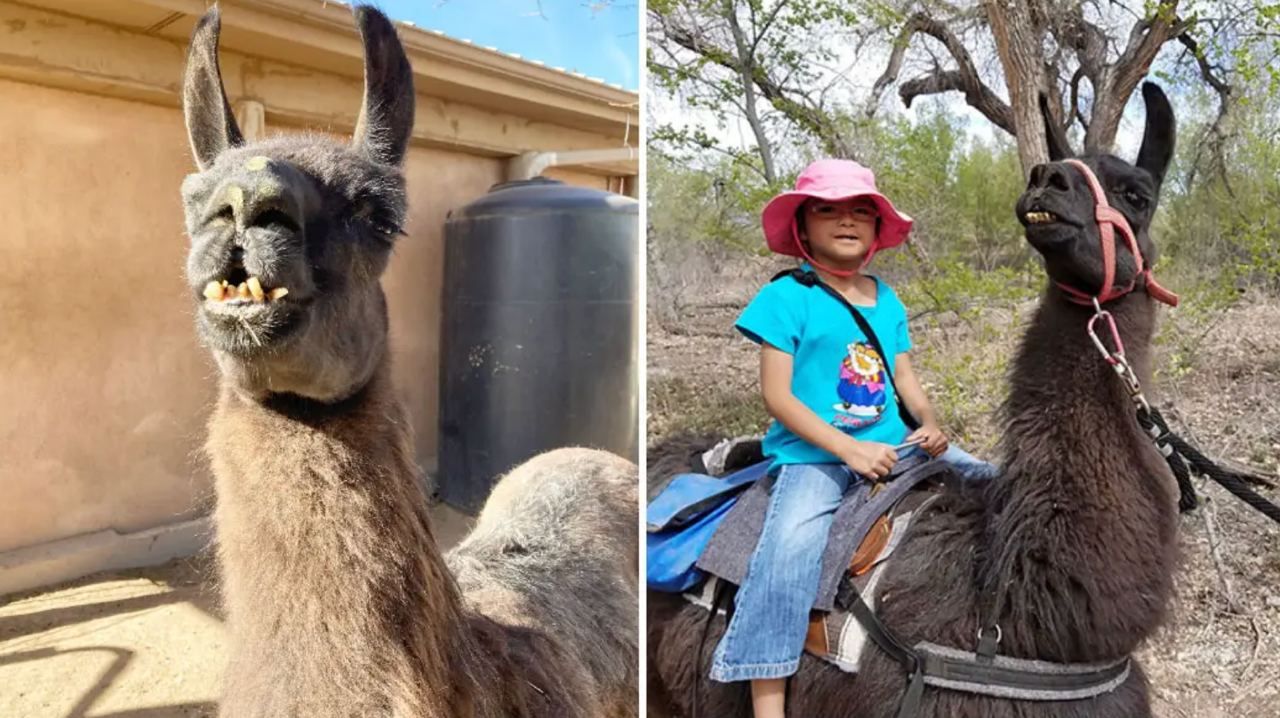 27-річну ламу зі США було визнано найстарішим представником свого виду у світі 27-річну ламу зі США було визнано найстарішим представником свого виду у світі