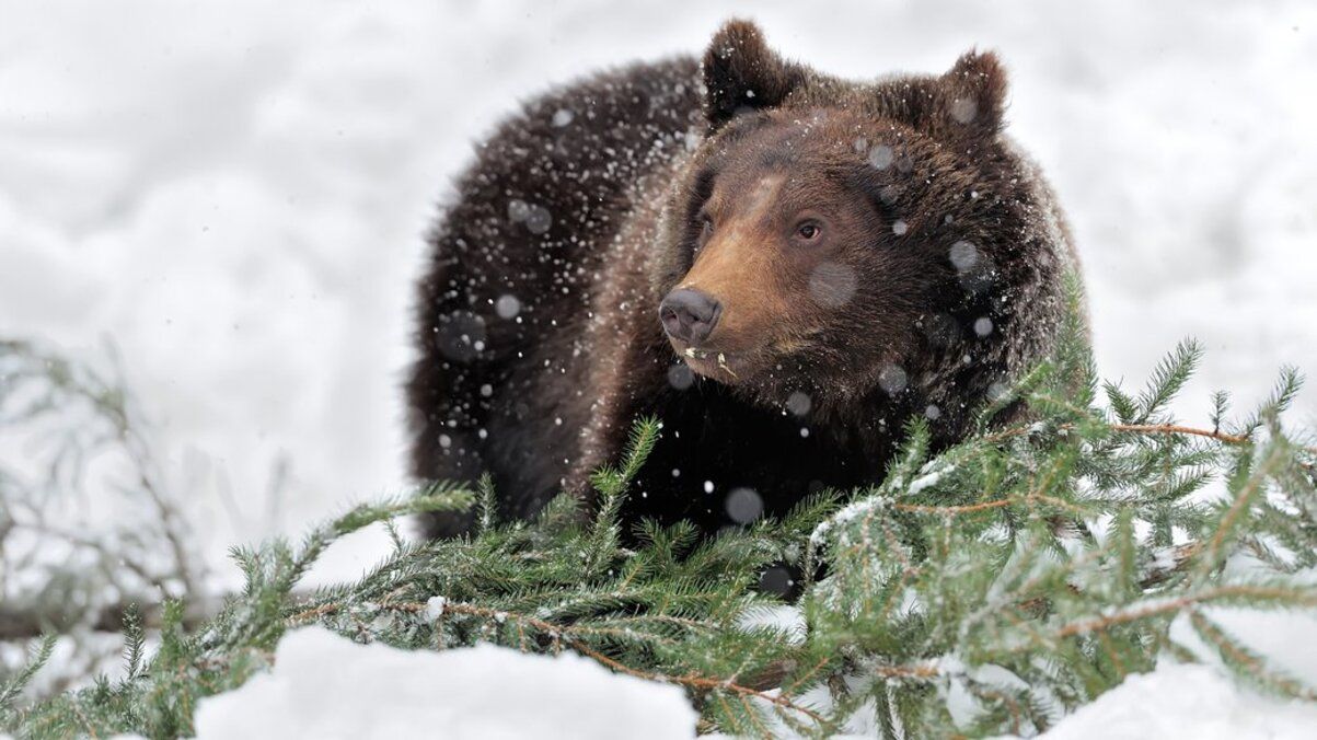12 медведей залегли в зимнюю спячку в НПП Синевир