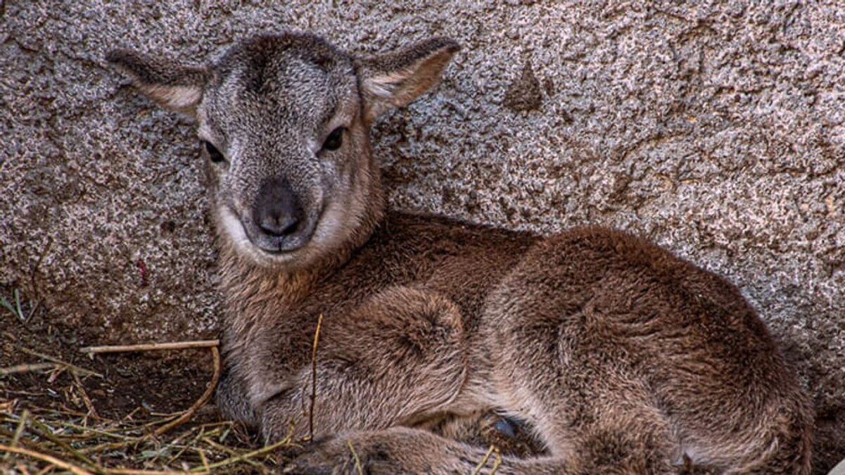 В Одеському зоопарку народився малюк у диких баранів