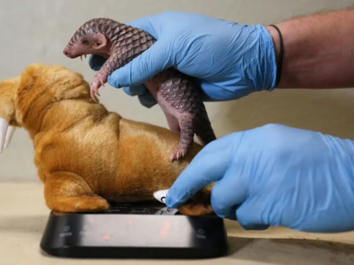 В зоопарке Праги родился первый в Европе детеныш панголина В зоопарке Праги родился первый в Европе детеныш панголина