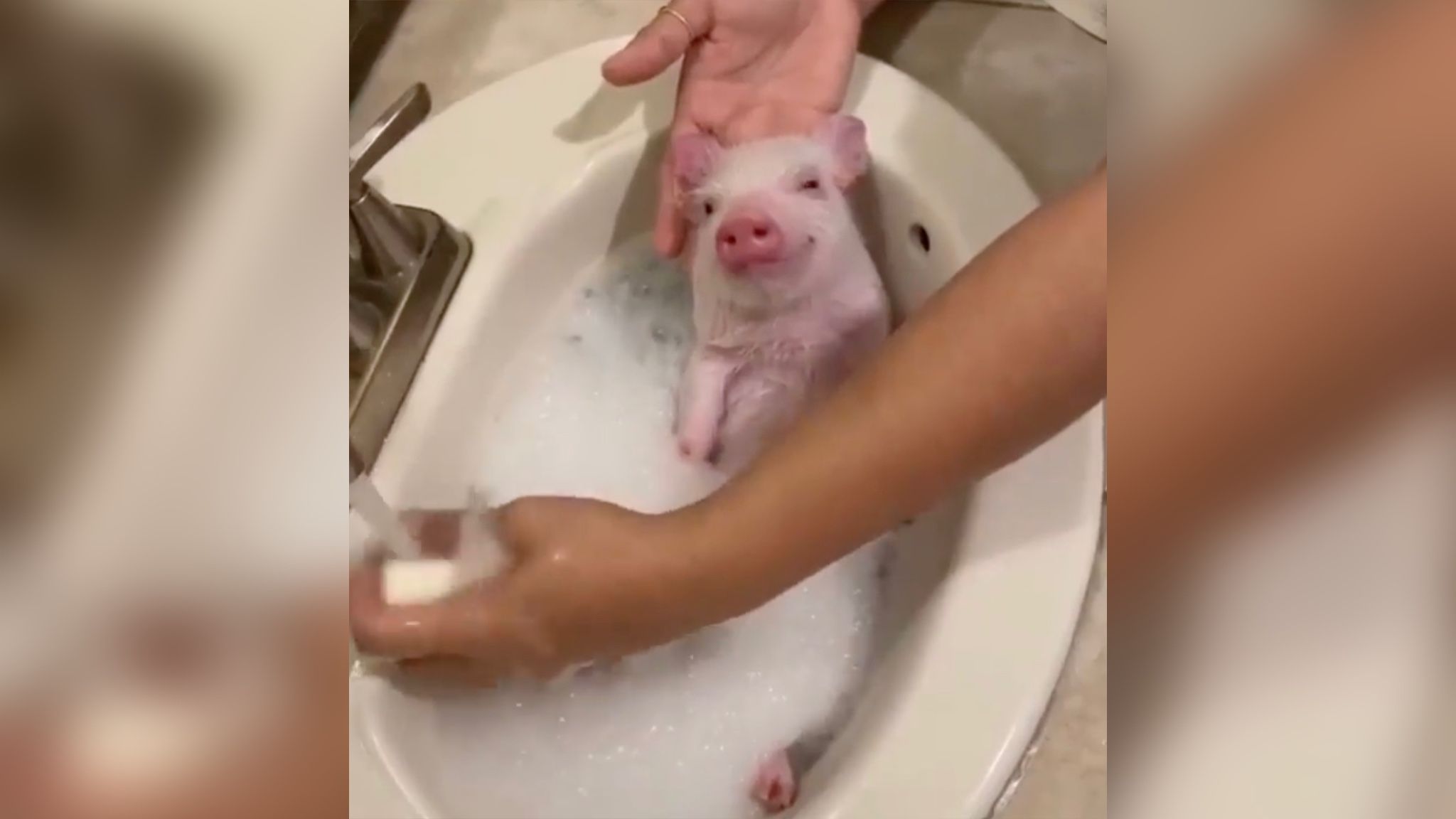 Поросятко приймає гарячу ванну з пінною - Pets