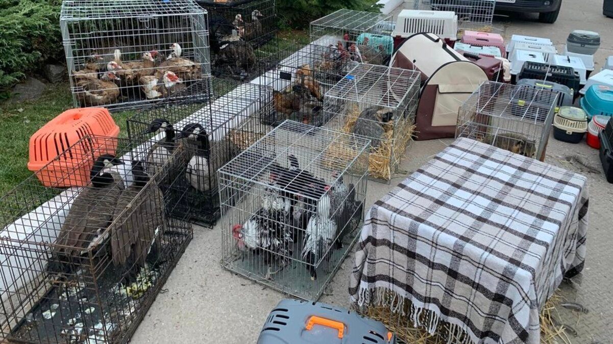 За год полномасштабной войны "Дом спасенных животных" принял 6 000 животных За год полномасштабной войны "Дом спасенных животных" принял 6 000 животных