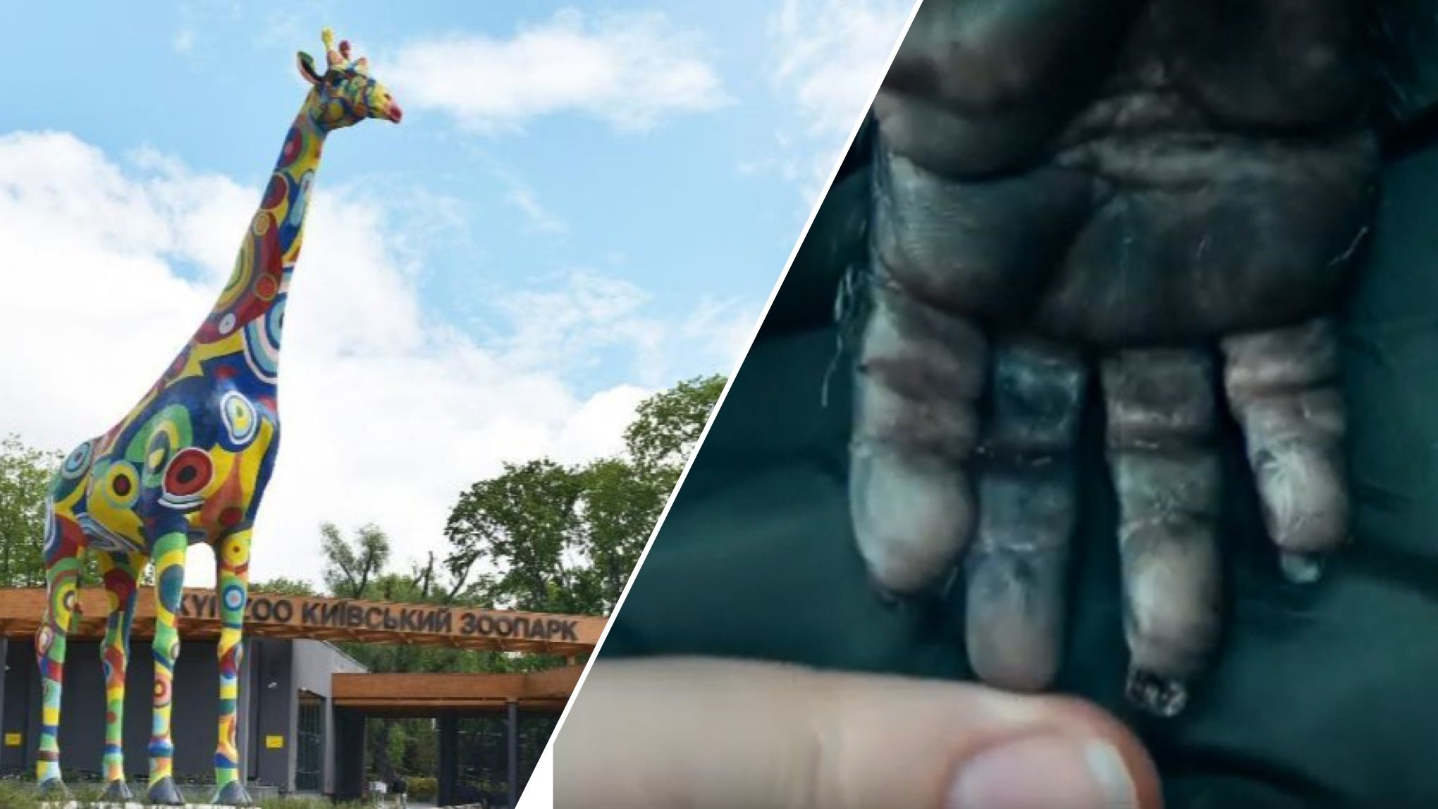 КиївЗоо випустив фільм про життя тварин під час війни КиївЗоо випустив фільм про життя тварин під час війни