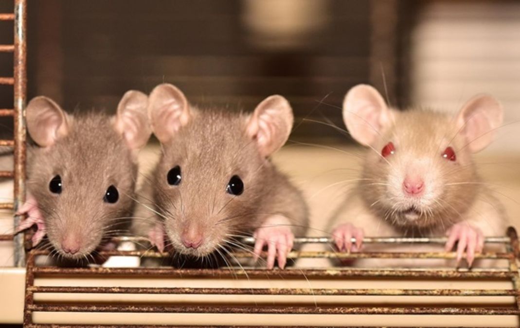 Scientists say testing drugs and preparations on animals will be a thing of the past