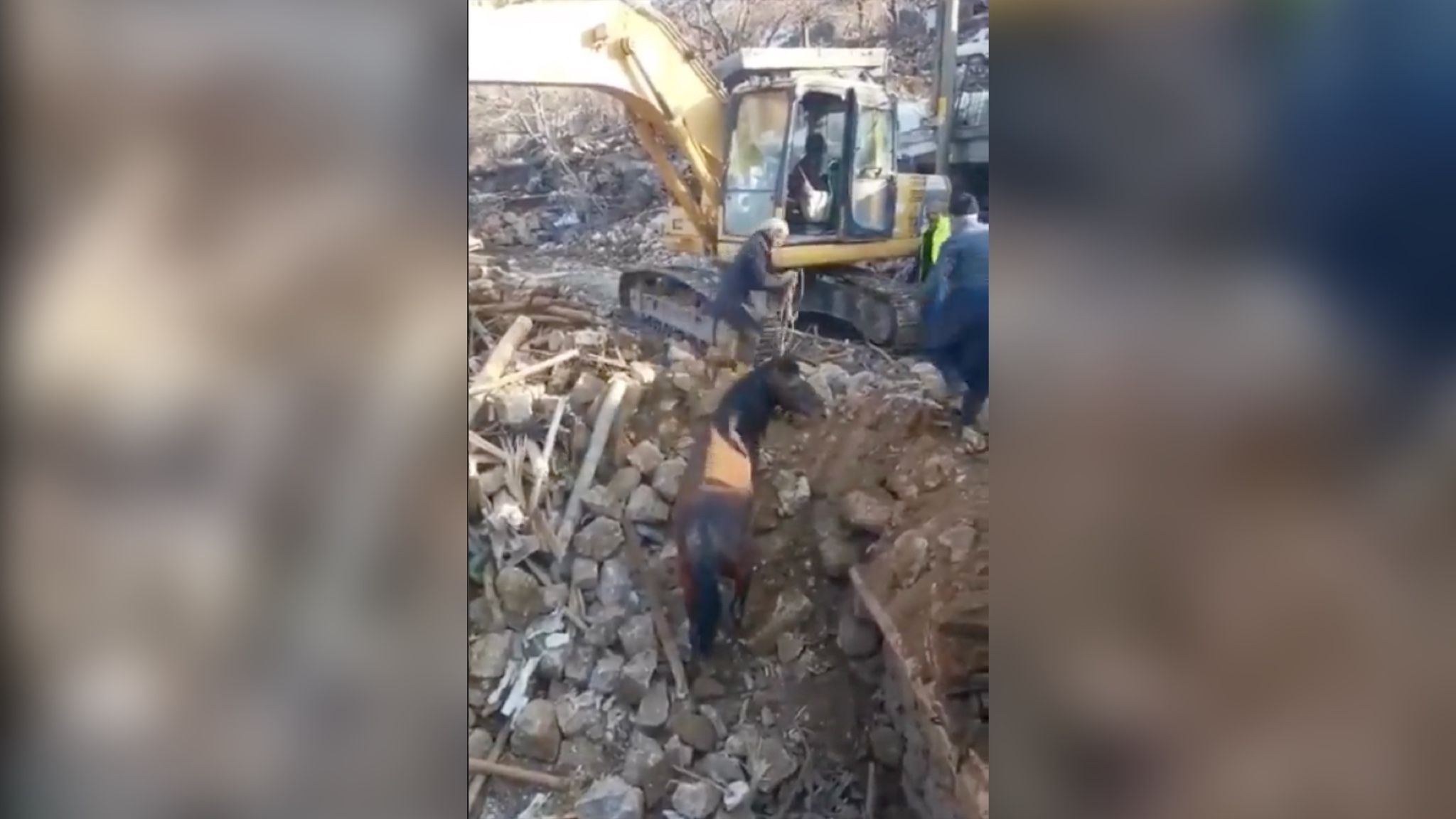 В Турции из-под завалов вытащили чудом уцелевшего коня В Турции из-под завалов вытащили чудом уцелевшего коня