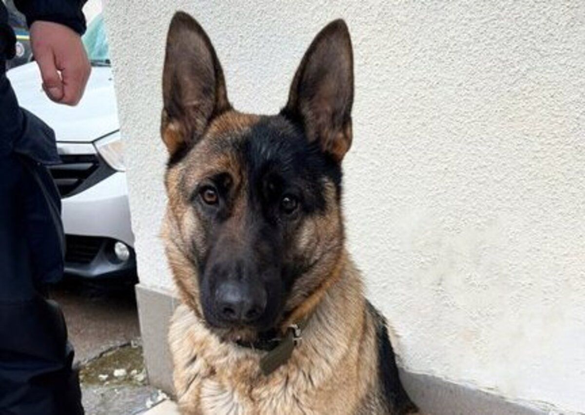 Вівчарка-втікач сама прийшла до відділення поліції у Рівному Вівчарка-втікач сама прийшла до відділення поліції у Рівному