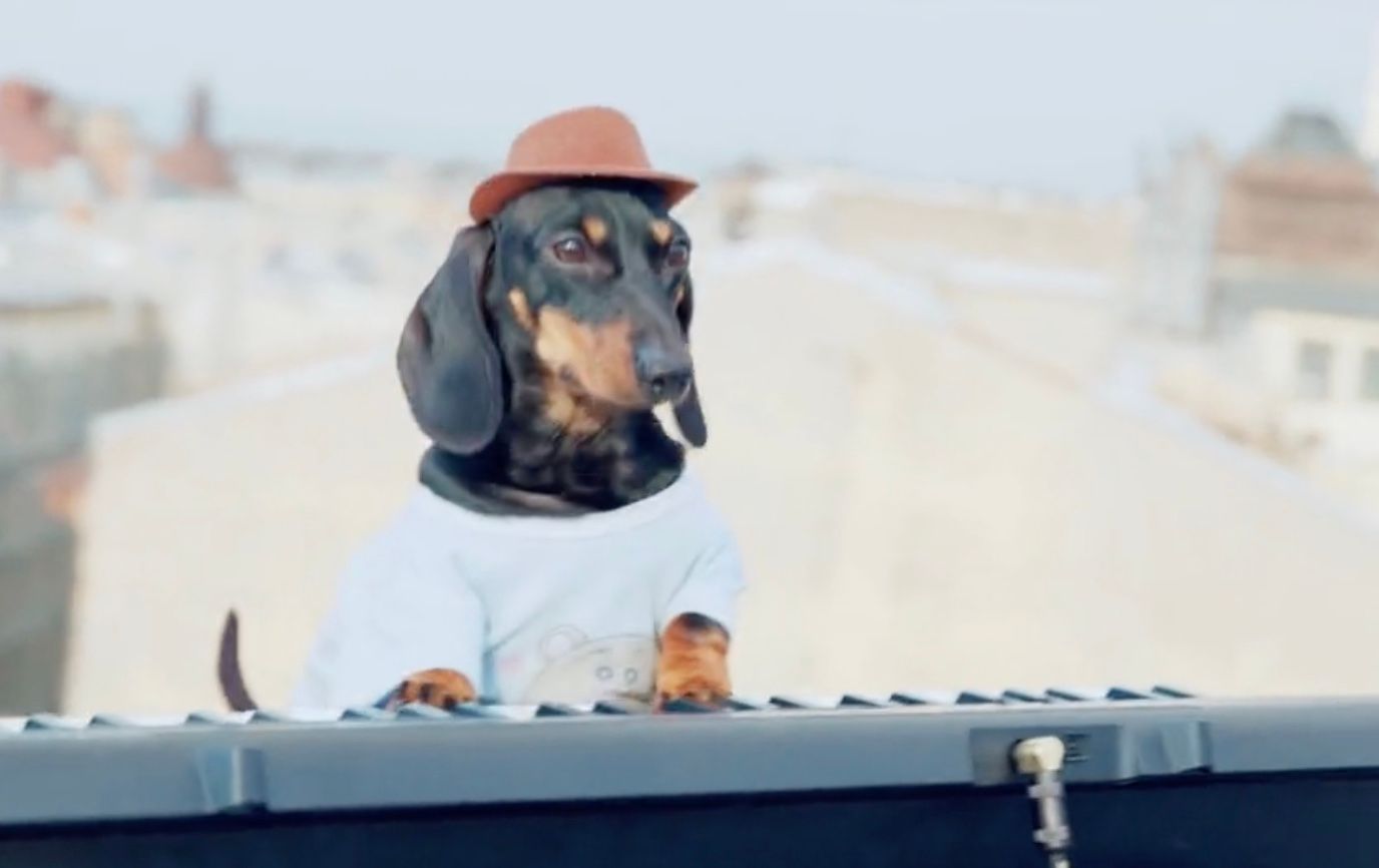 Такса-діджей стала зіркою соцмереж Такса-діджей стала зіркою соцмереж