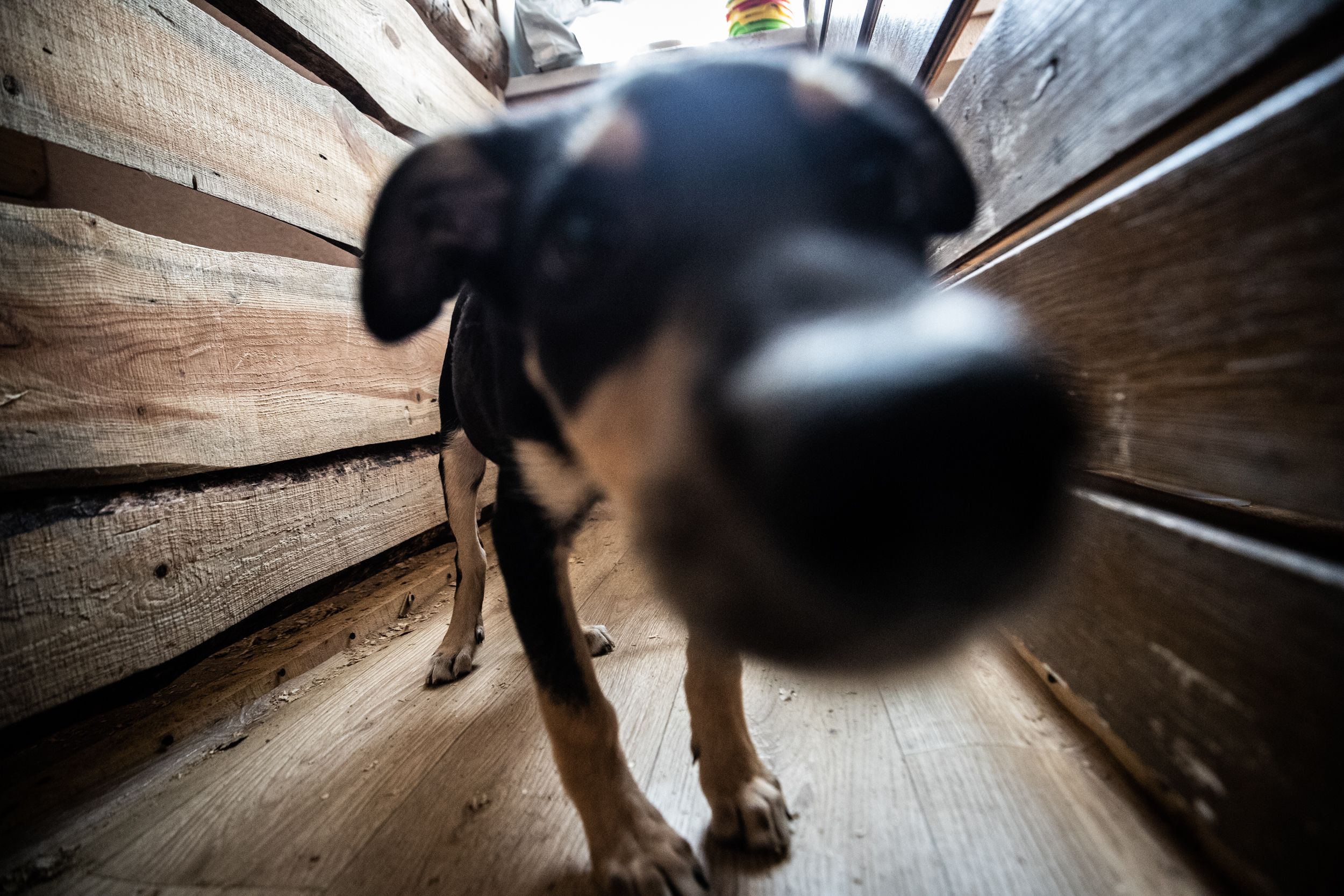 В Киеве будут бесплатно стерилизовать домашних животных В Киеве будут бесплатно стерилизовать домашних животных