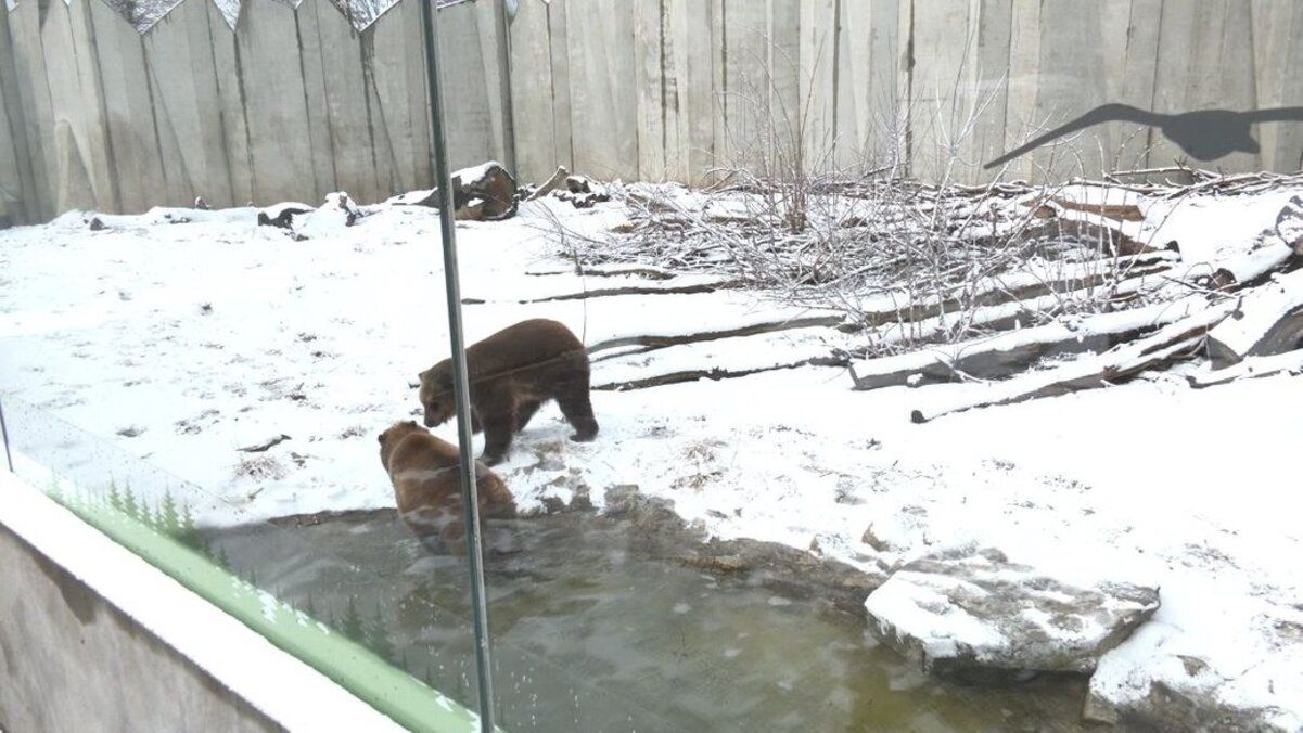 У черкаському зоопарку після сплячки прокинулися ведмеді У черкаському зоопарку після сплячки прокинулися ведмеді