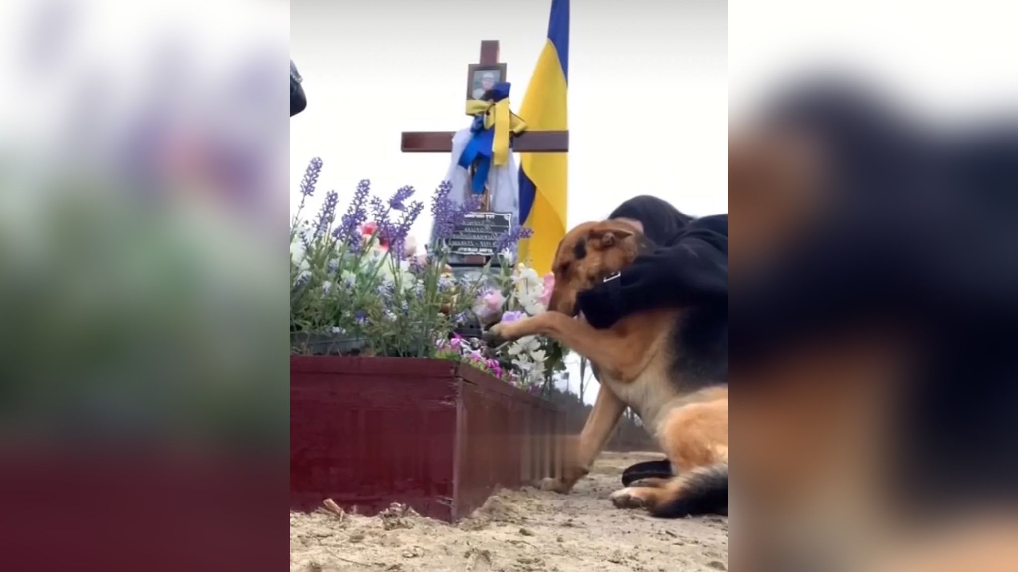 Пес сидит на могиле хозяина