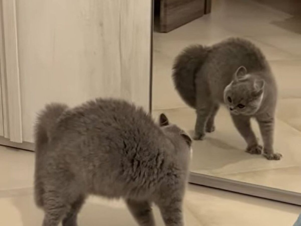 Кіт влаштував скандал своєму відображенню в дзеркалі