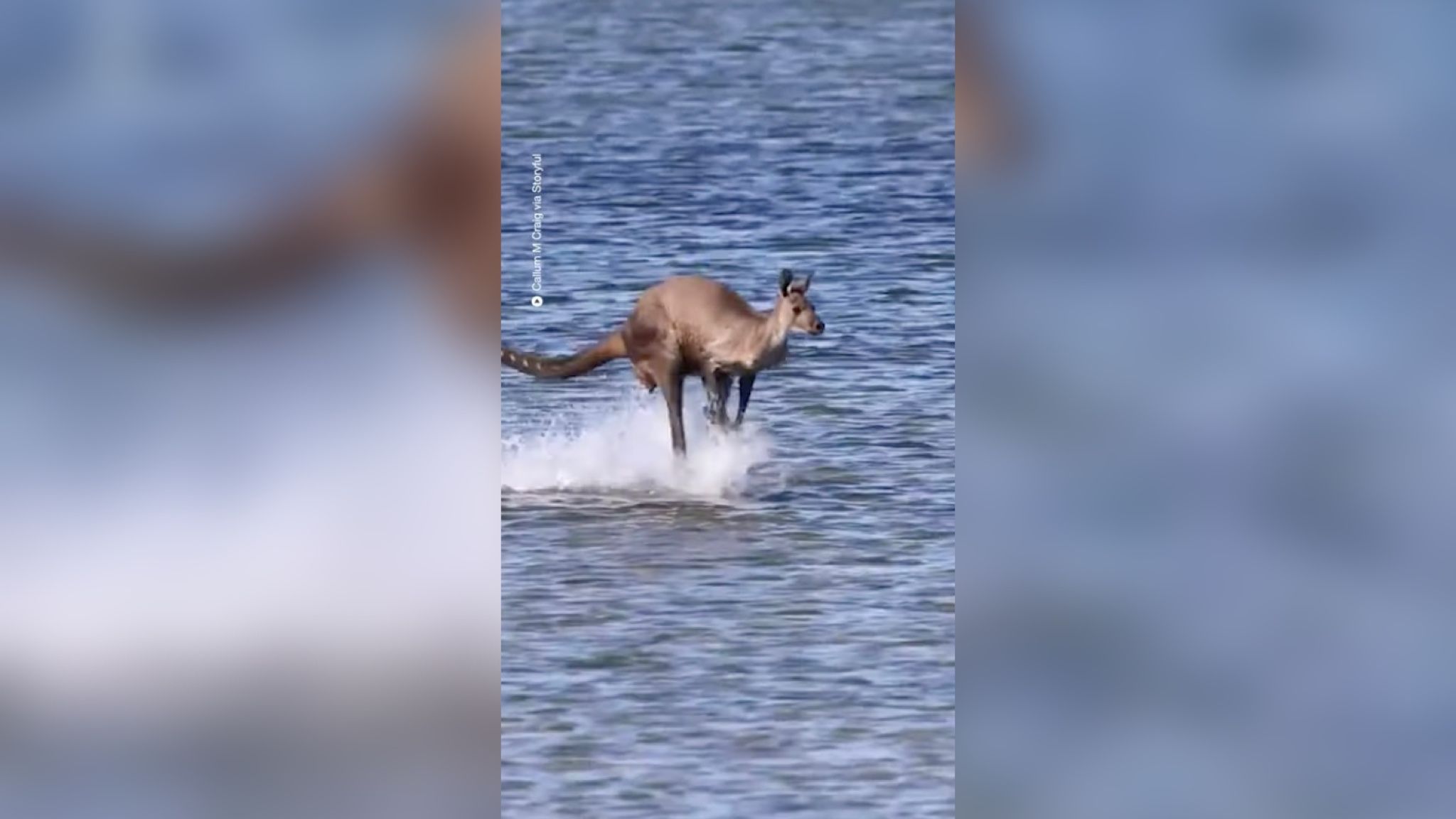 Кенгуру проскакав прямо по воді на інший берег річки Кенгуру проскакав прямо по воді на інший берег річки