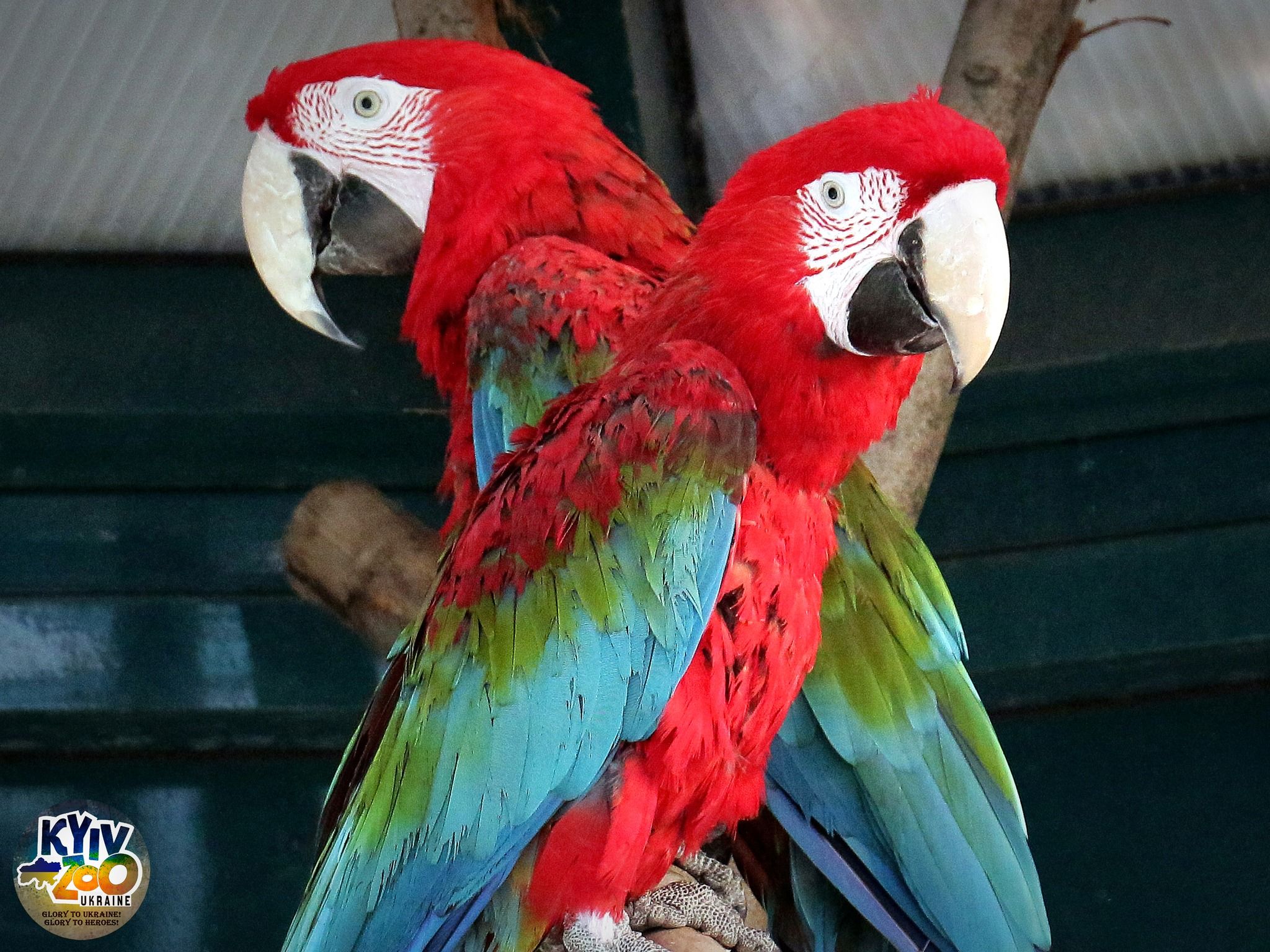 Среди жителей КиевЗоо создали 19 новых пар Среди жителей КиевЗоо создали 19 новых пар