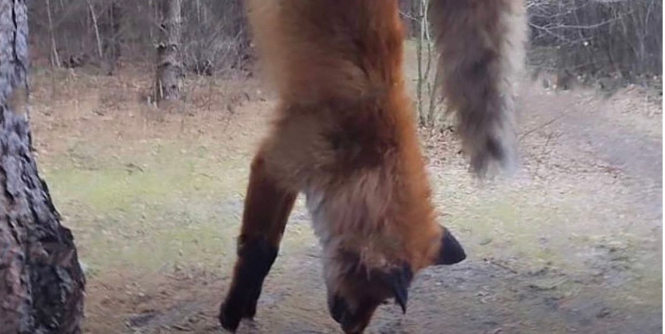 Поліція знайшла винуватців жорстокого вбивства лисиці на Львівщині Поліція знайшла винуватців жорстокого вбивства лисиці на Львівщині