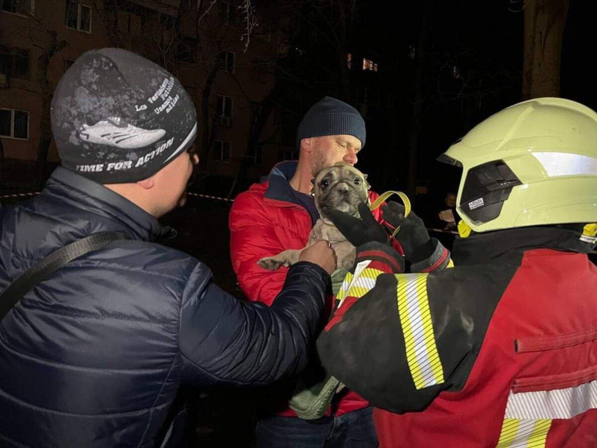 В Запорожье из-под завалов обстрелянного россиянами дома спасли бульдога