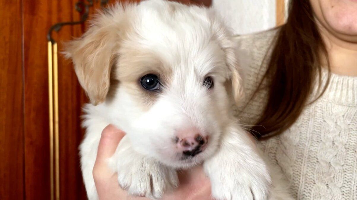 На Черниговщине девушка спасла трех щенков, закопанных в землю На Черниговщине девушка спасла трех щенков, закопанных в землю