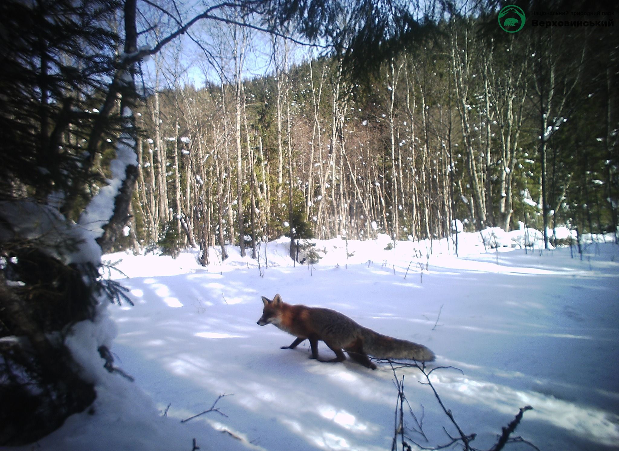 Карпатские животные попали в фотоловушки Карпатские животные попали в фотоловушки