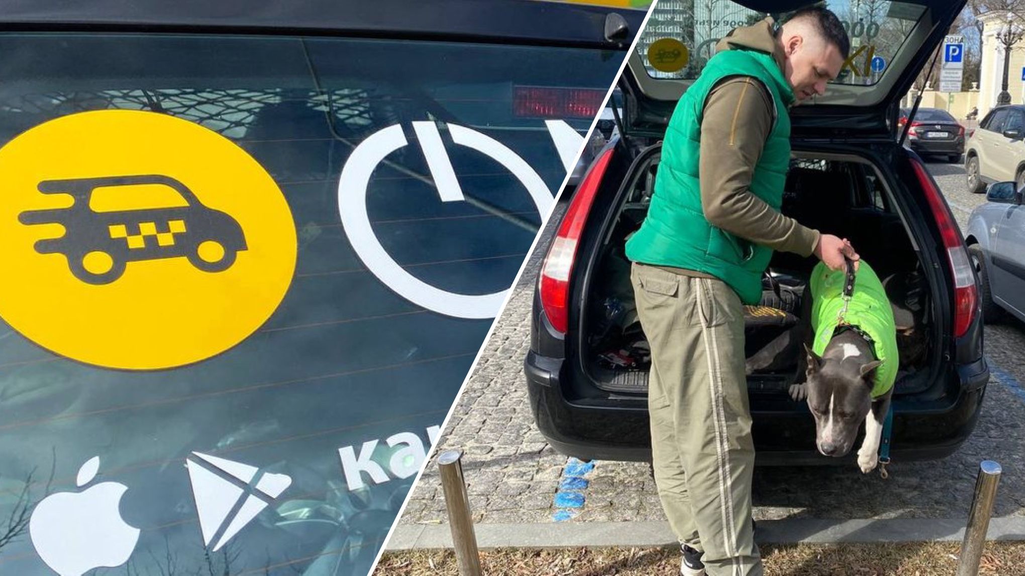 У Дніпрі працює пес-таксист із Харкова на ім'я Бені У Дніпрі працює пес-таксист із Харкова на ім'я Бені