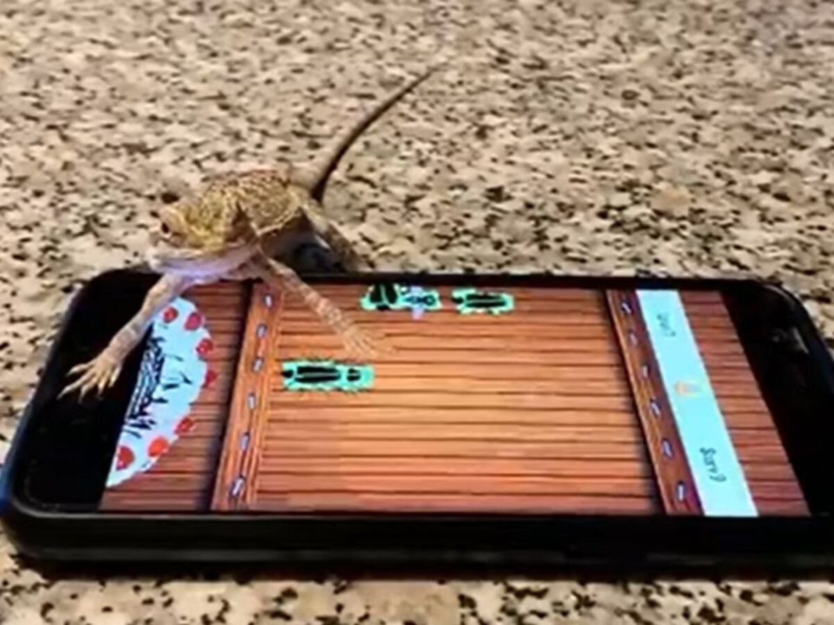Домашняя ящерица, которая любит "ловить" жуков в телефоне