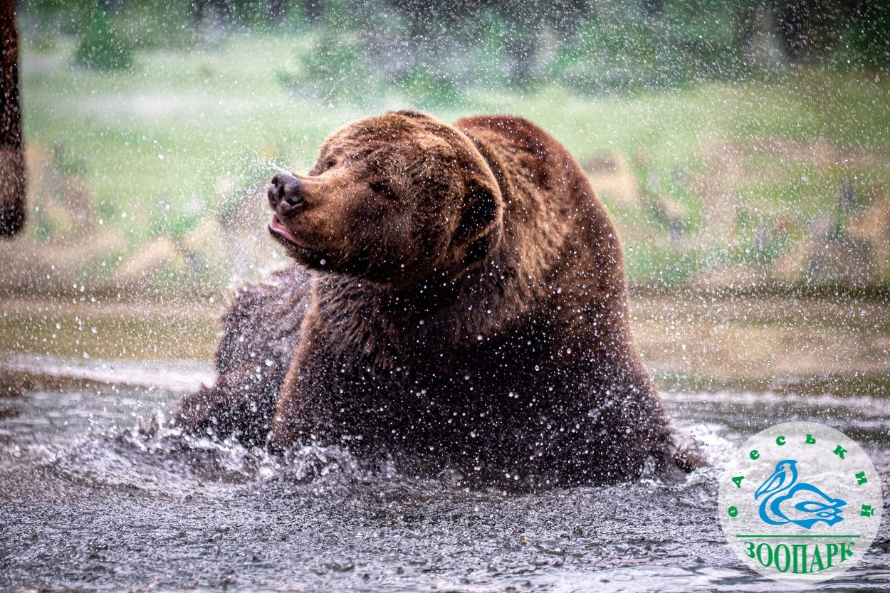 В Одессе проснулись медведи