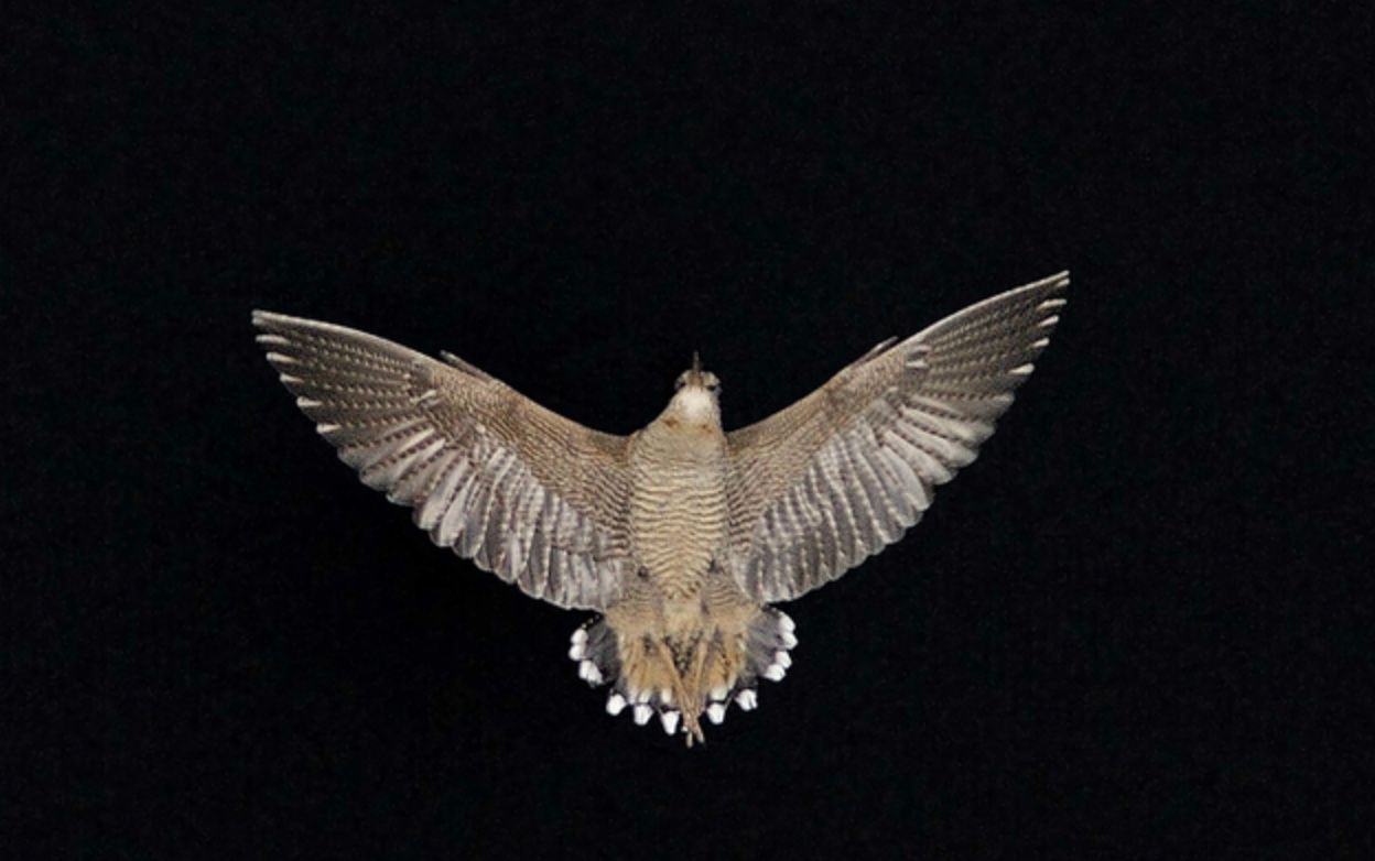 Біле пір'я вальдшнепів відбиває найбільше світла Біле пір'я вальдшнепів відбиває найбільше світла