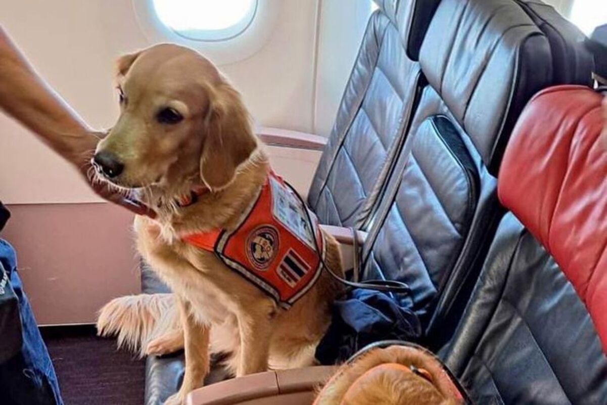 Turkish Airlines безплатно перевезла собак-рятувальників у першому класі