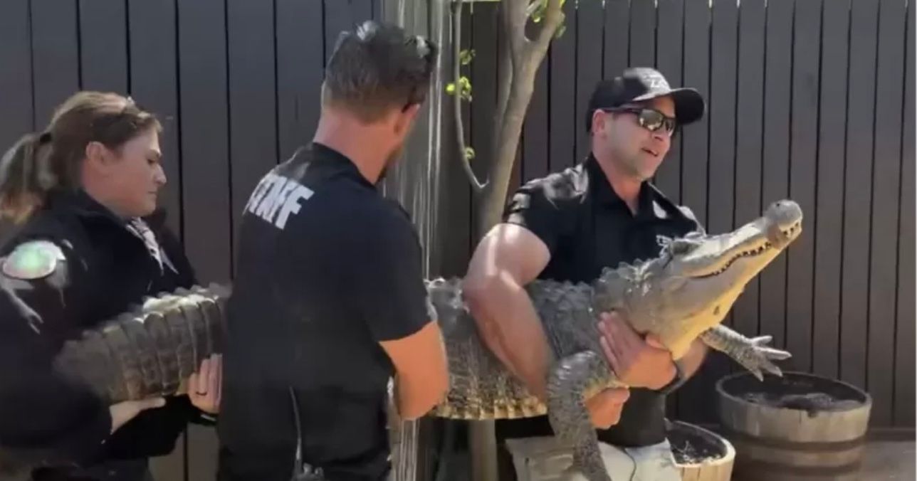 Аллигатора, которого 20 лет назад похитили из зоопарка, нашли на заднем дворике