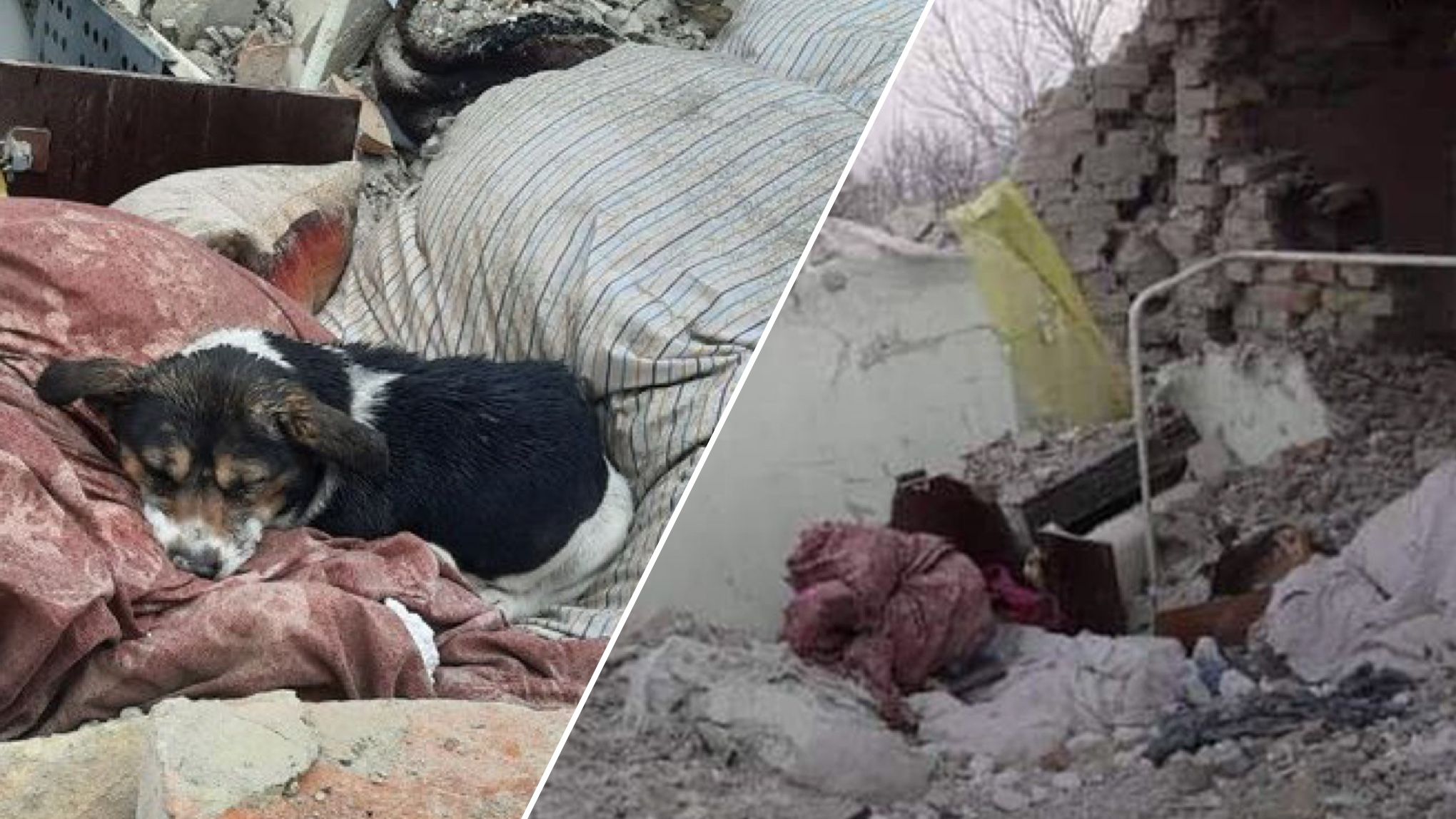 Собака Ельза спить на руїнах зруйнованого ракетою будинку - Pets Собака Ельза спить на руїнах зруйнованого ракетою будинку - Pets