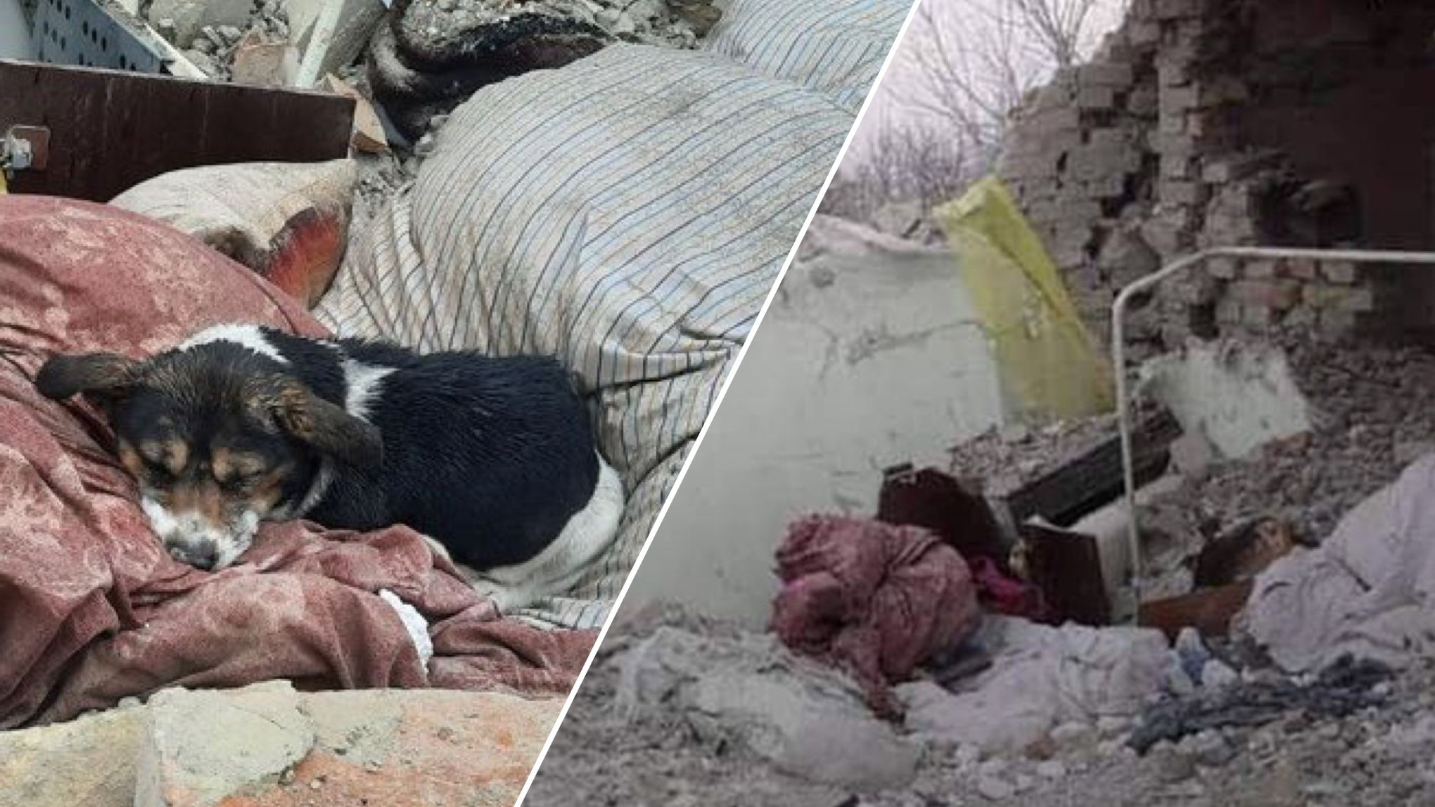 Собака Эльза спит на развалинах разрушенного ракетой дома